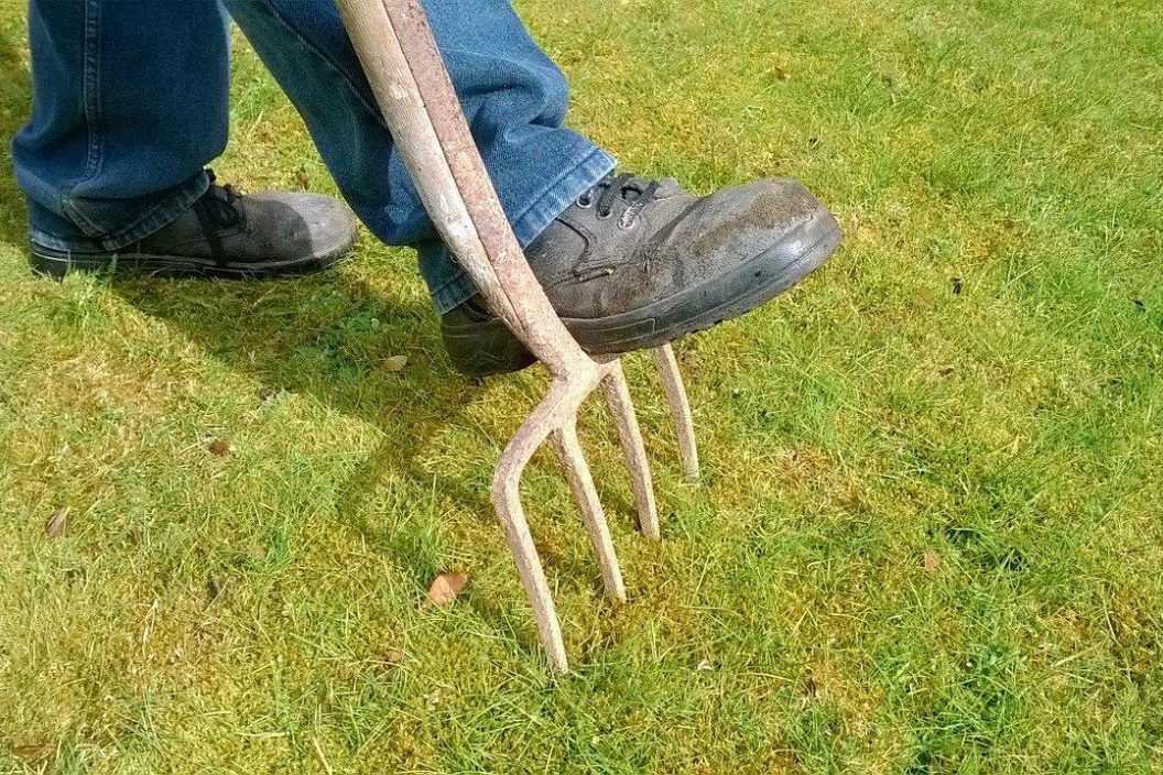 A gardener pushes the spikes of a fork into their lawn to aerate it
