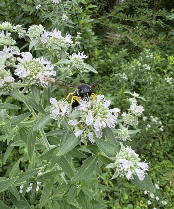A large insect visitor website