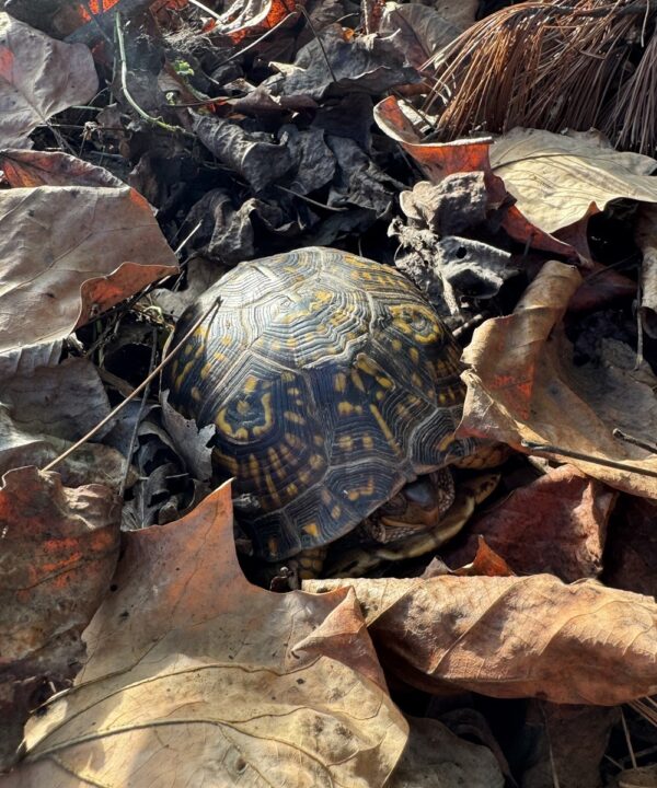 A tortoise in the leaves of Eileens garden website