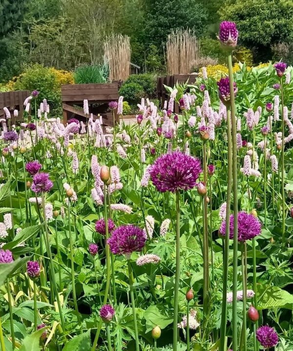 Allium euphorbia May2