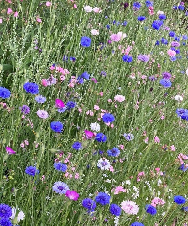 Calendar competition field of cornflowers