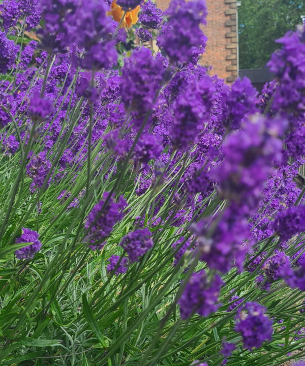 Calendar competition lavender and roses
