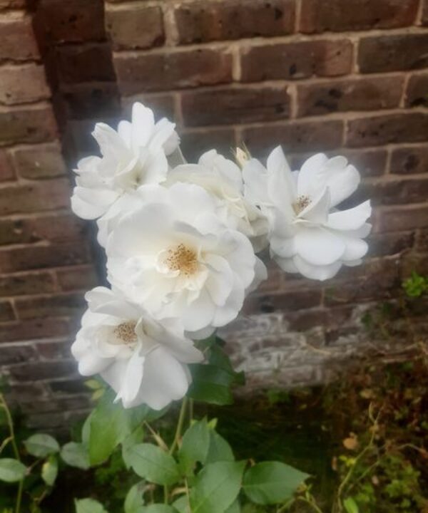 Calendar competition memorial roses