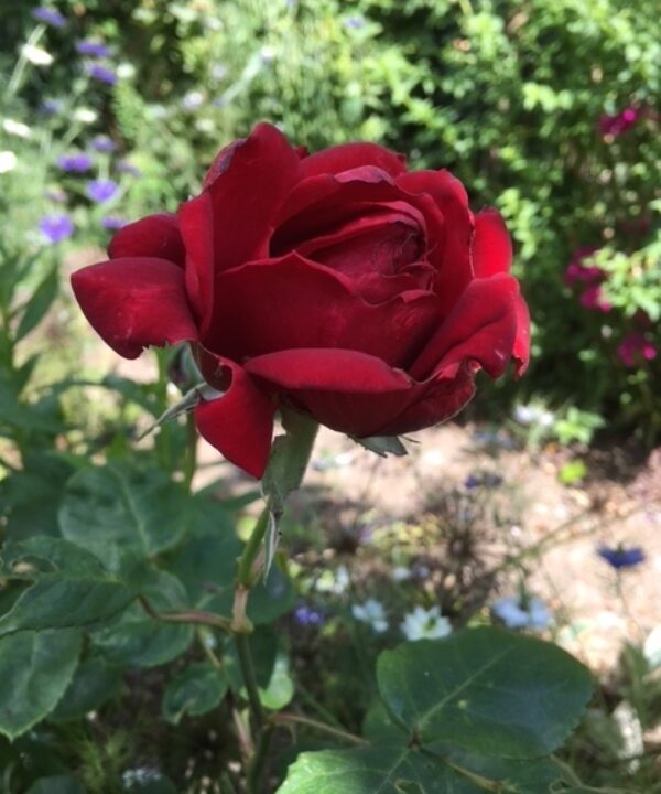 Calendar competition red rose close up