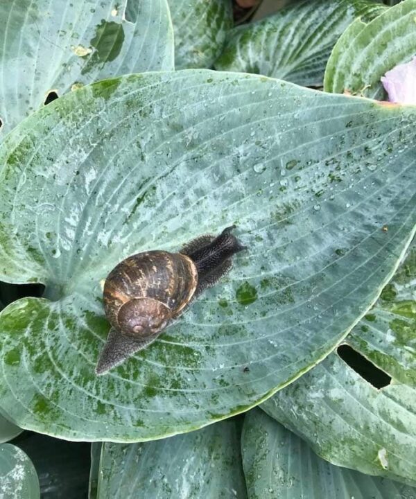 Calendar competition snail on hosta