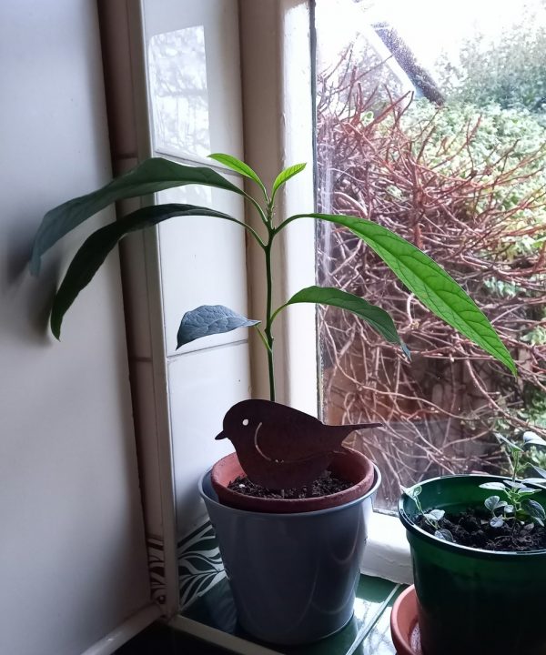 Carol avocado plant