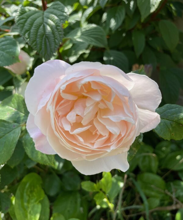 Dave Wilson rose 2