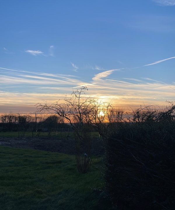 David Domoney tree at dusk