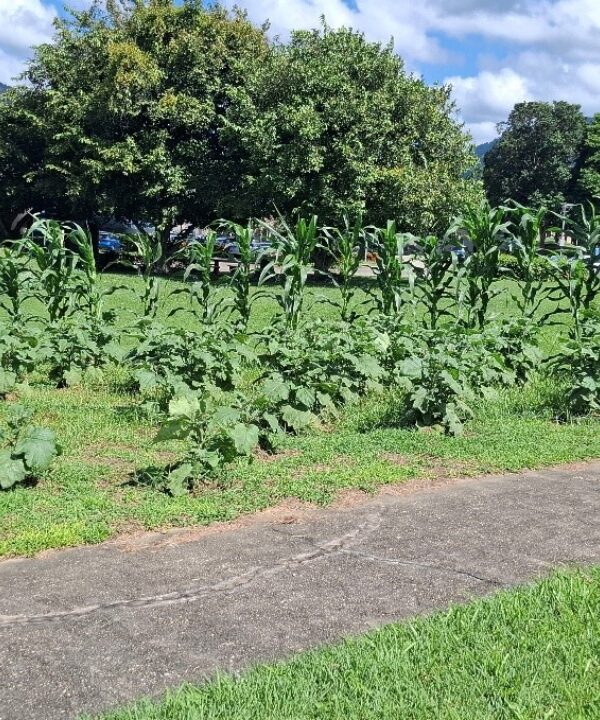 Garden at the EWMSC Trinidad and Tobago Vegetable Crops