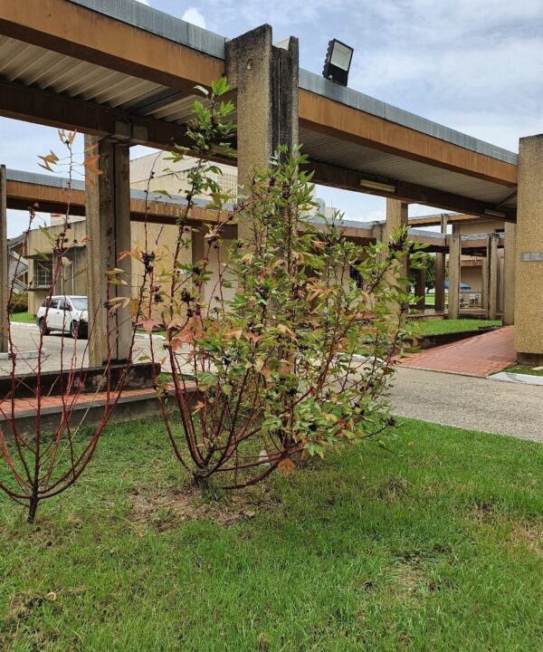 The Psychiatric Unit Garden EWMSC Trinidad and Tobago Harvested sorrel plants