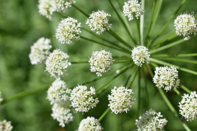 Plant Burst June 2018