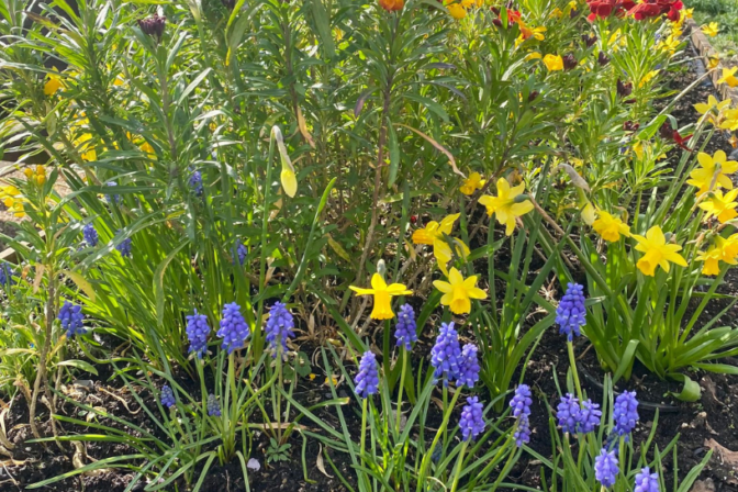 Birmingham native plants and wildlife workshop