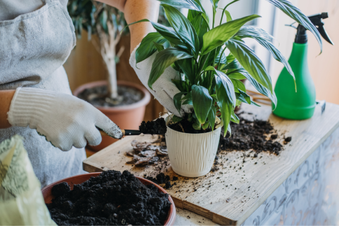 Potting a peace lily houseplant