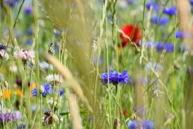 Cornflowers wildflower meadow wouter de praetere unsplash