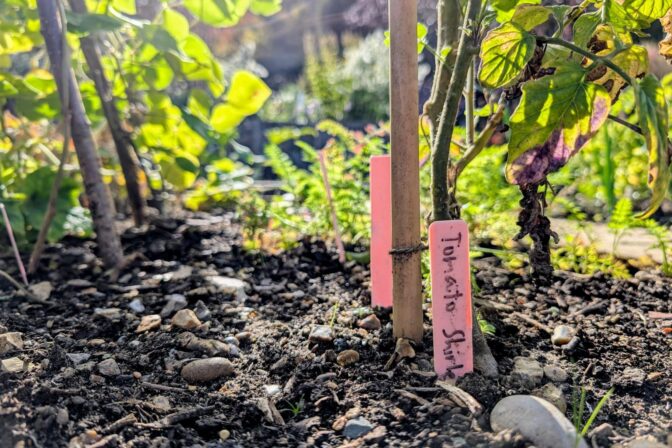 Tomato plant with label