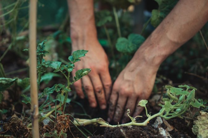 Gardening as an occupation planting