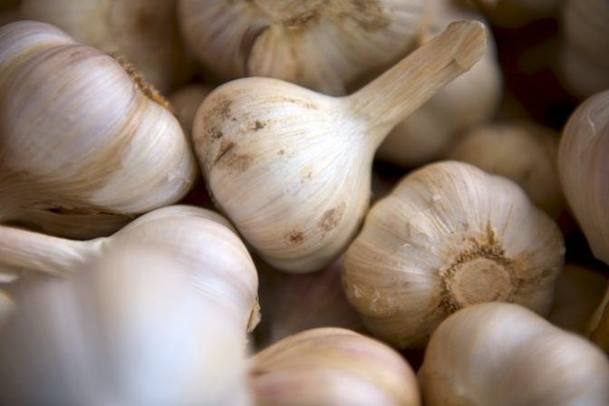 Garlic bulbs Matthew pilachowski unsplash