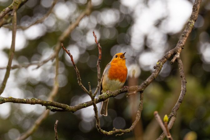 A robin singing in the garden